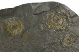 Dactylioceras Ammonite Cluster - Posidonia Shale, Germany #180324-1